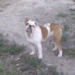 Bull